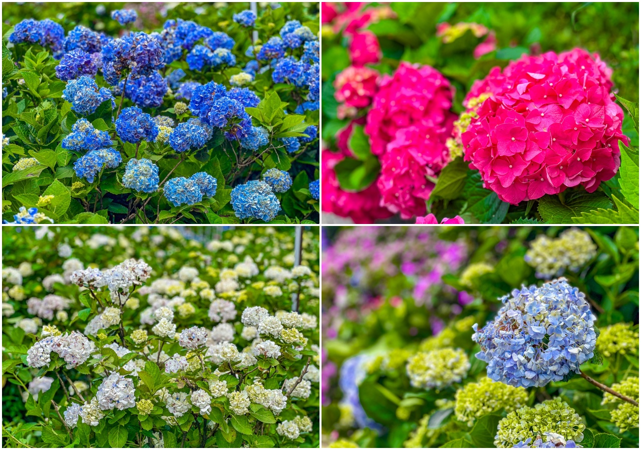 高家繡球花田,萬里繡球花,陽明山繡球花,高家繡球花田票價,高家繡球花田-萬里第三園區