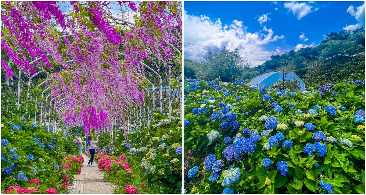 高家繡球花田票價,高家繡球花田-萬里第三園區,高家繡球花田,萬里繡球花,陽明山繡球花 @大手牽小手。玩樂趣