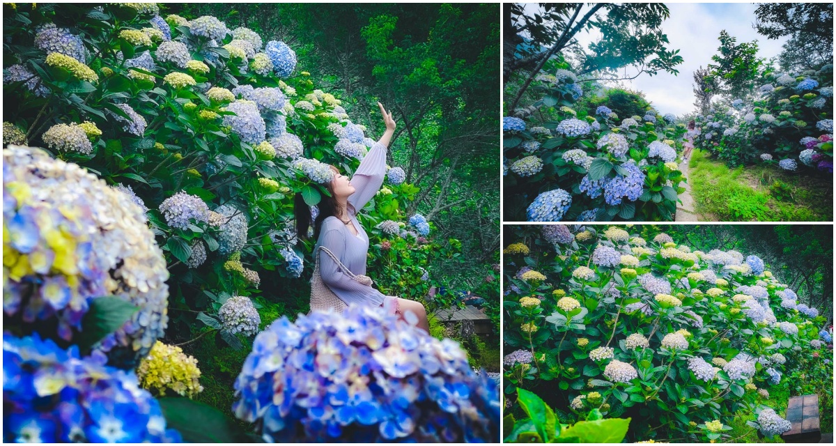 南庄繡球花,碧絡角花園咖啡,苗栗美食,苗栗景點,苗栗咖啡廳,苗栗繡球花,南庄景點,南庄美食 @大手牽小手。玩樂趣
