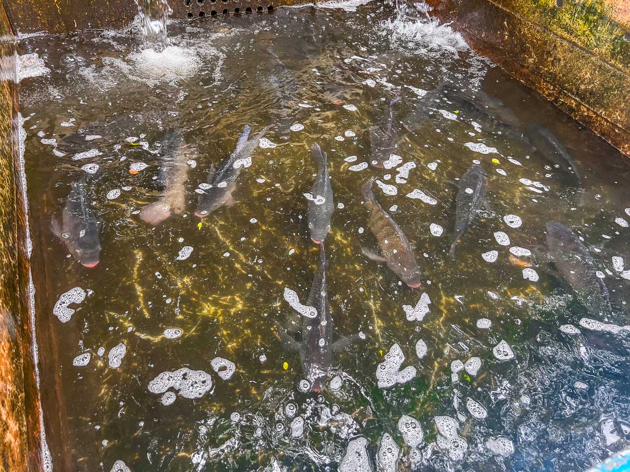 桃園美食,4-7休閒魚池餐廳