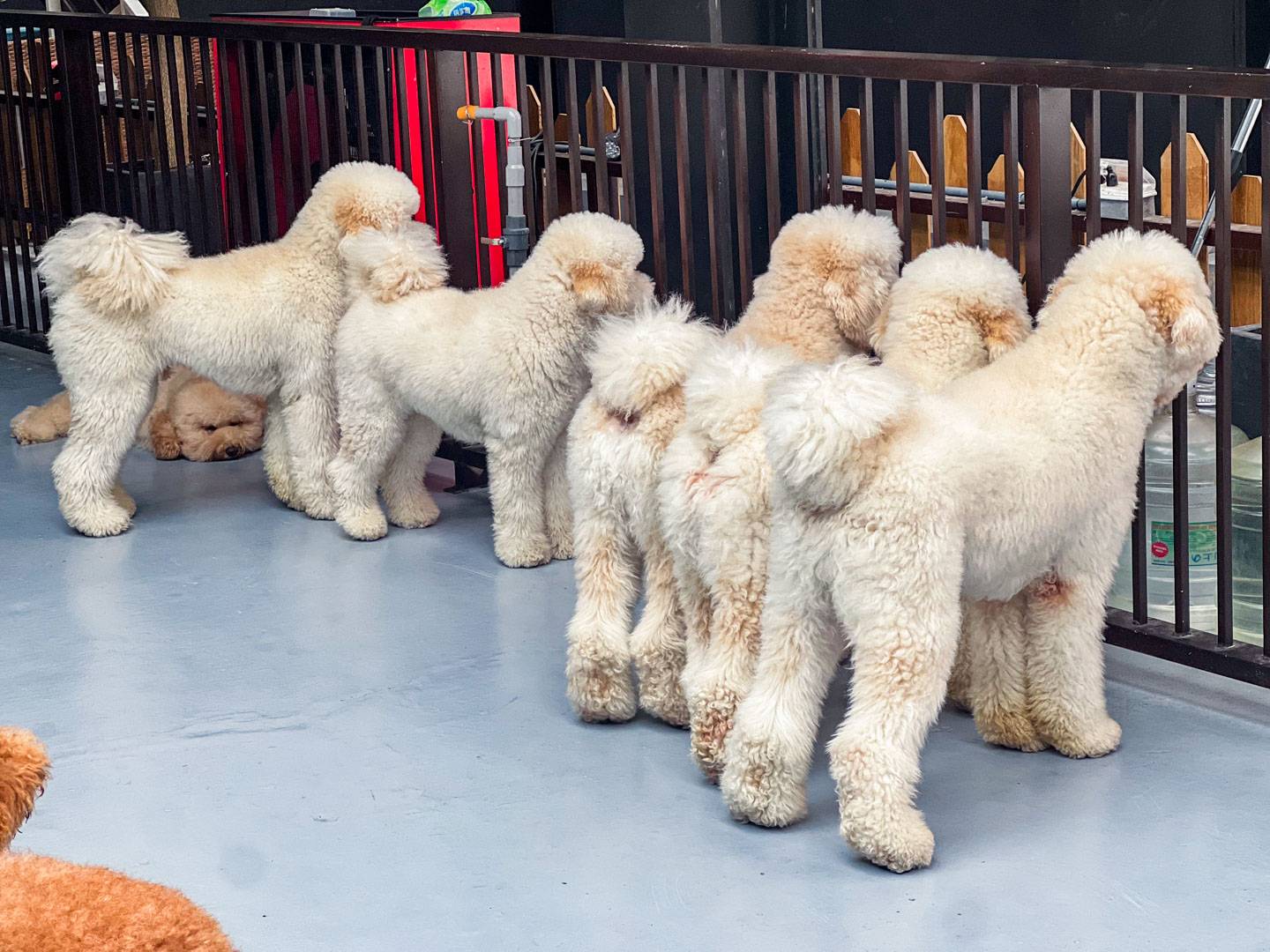 花蓮景點,汪woof cafe