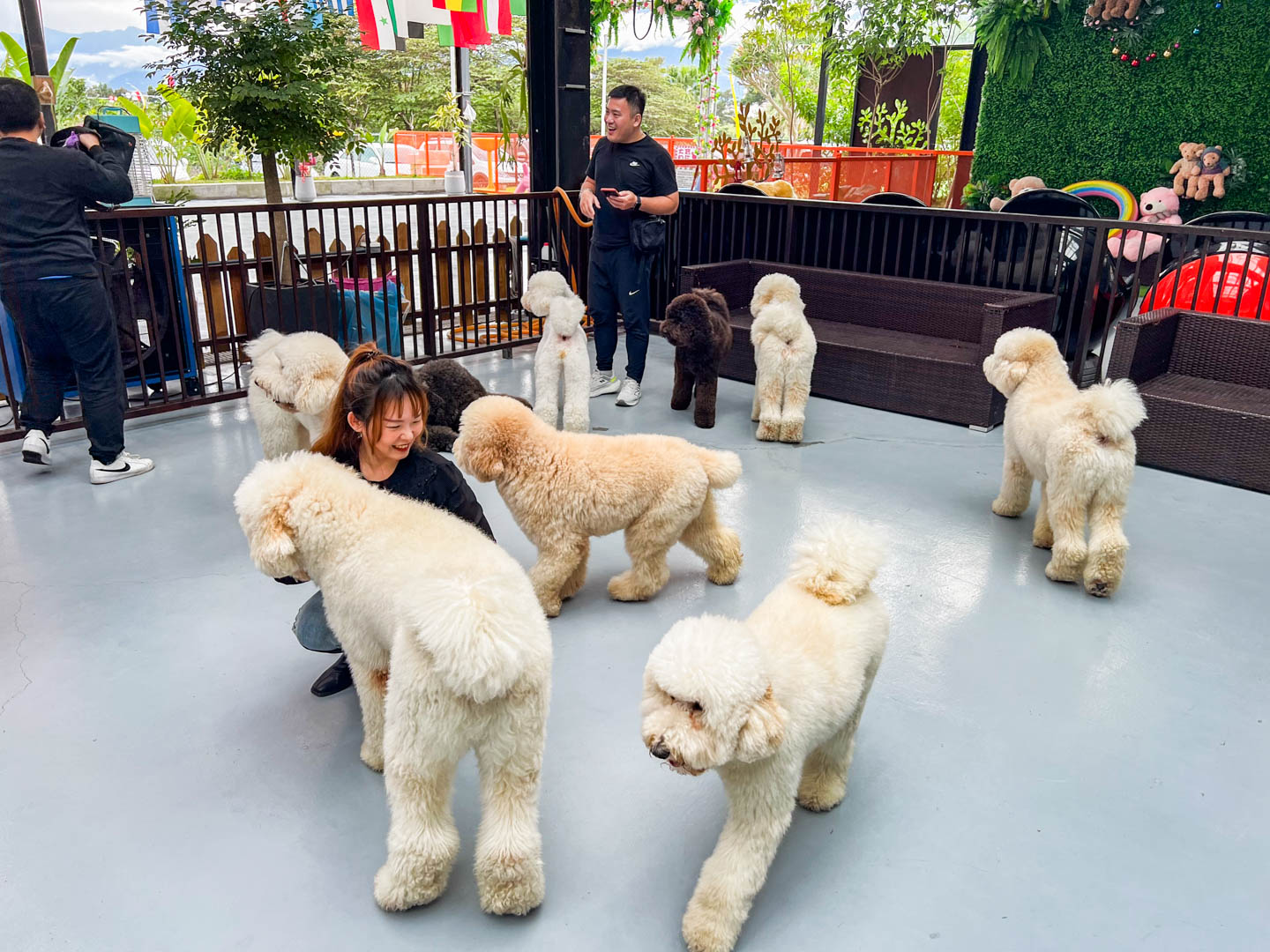 花蓮景點,汪woof cafe