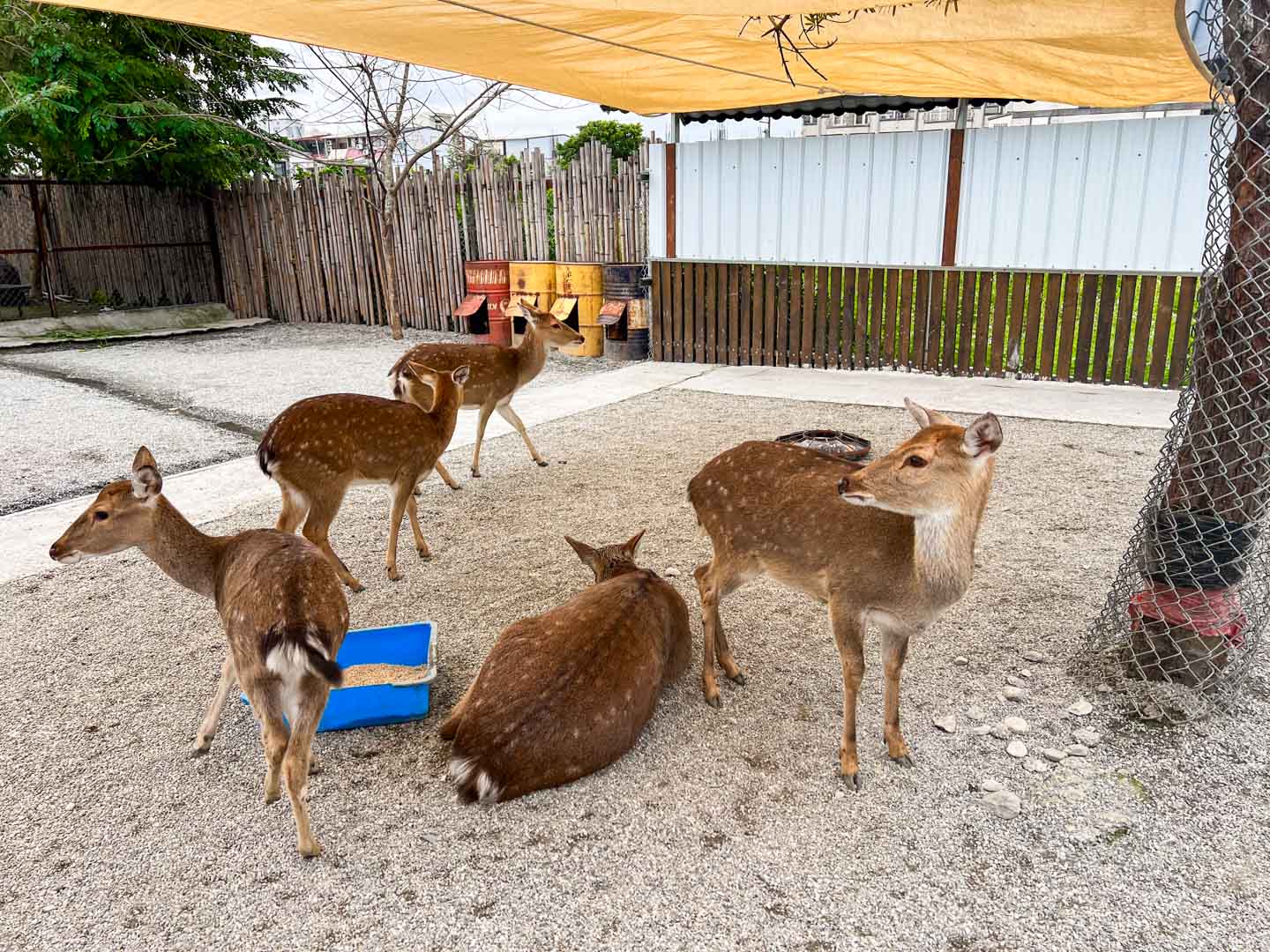 花蓮景點,張家の樹園