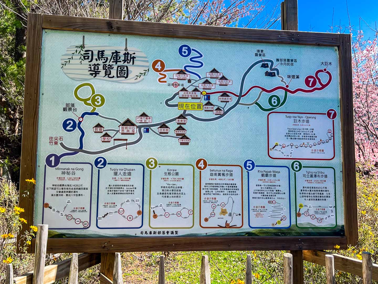 司馬庫斯,櫻花季