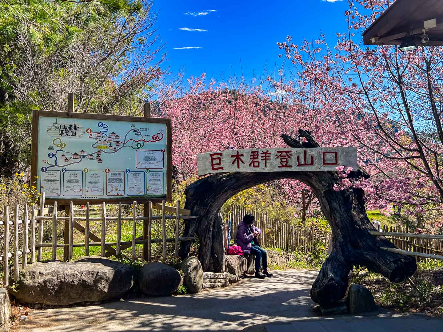 司馬庫斯,櫻花季