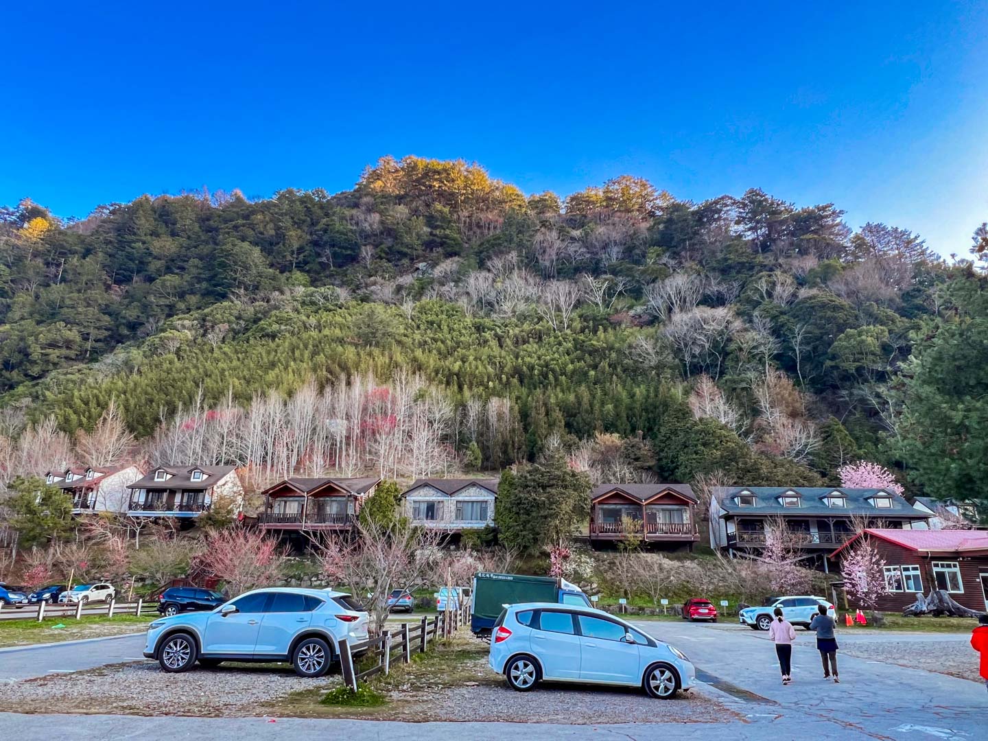 司馬庫斯,櫻花季
