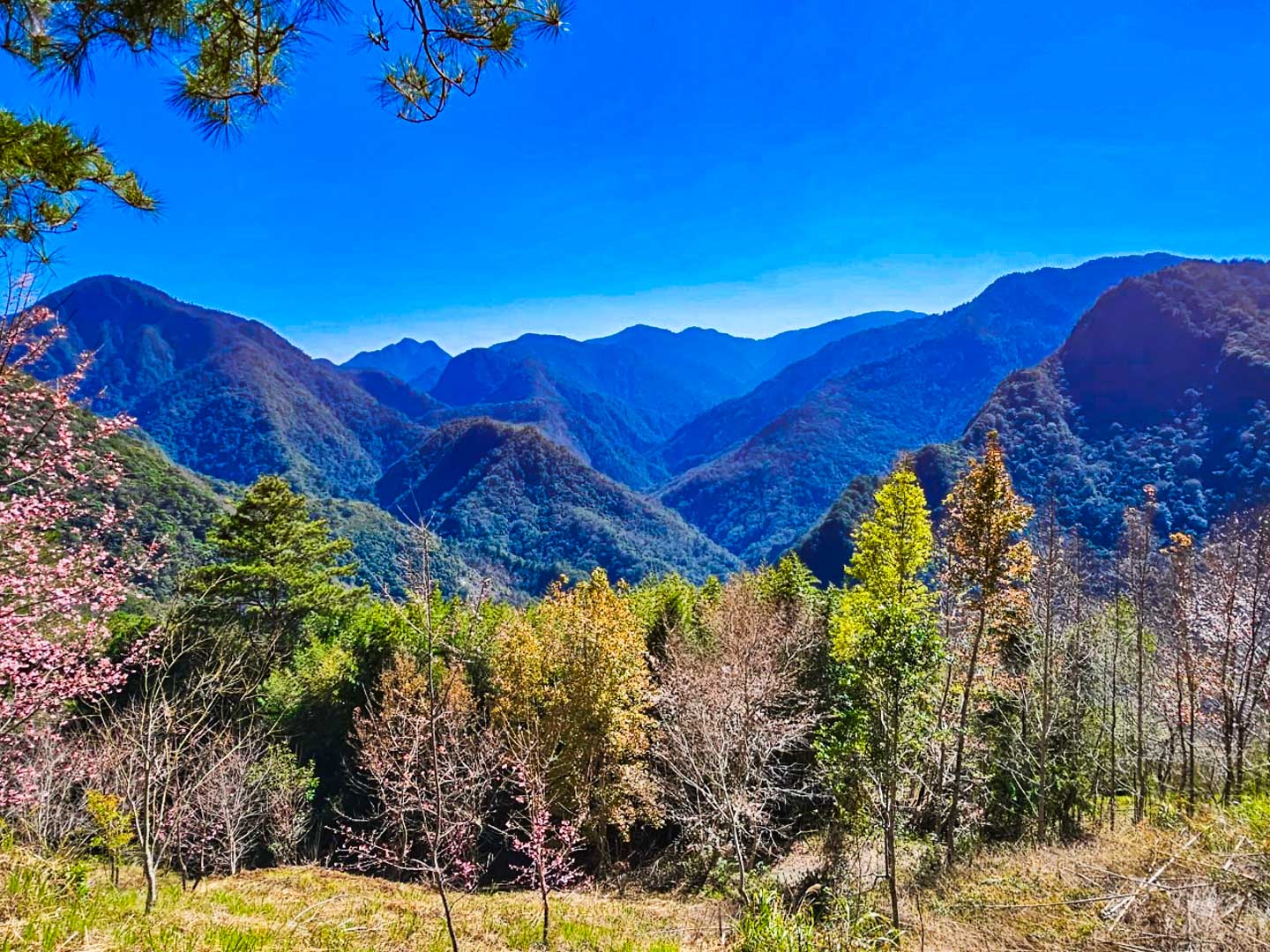 司馬庫斯,櫻花季