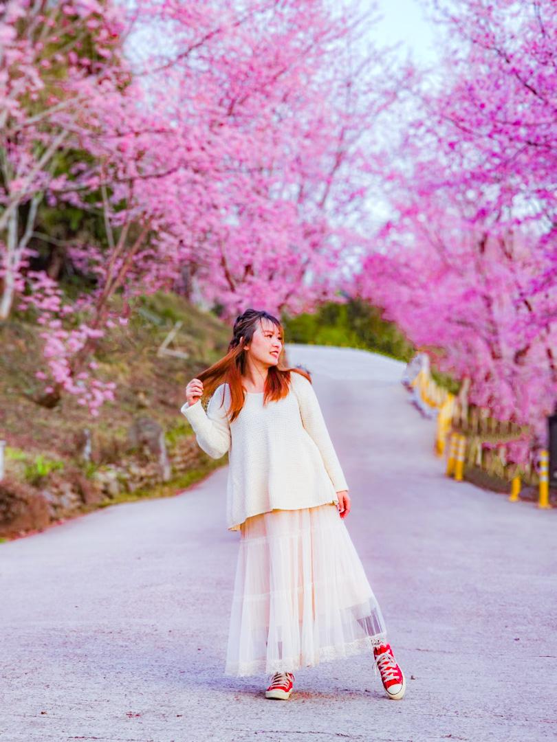 司馬庫斯,櫻花季