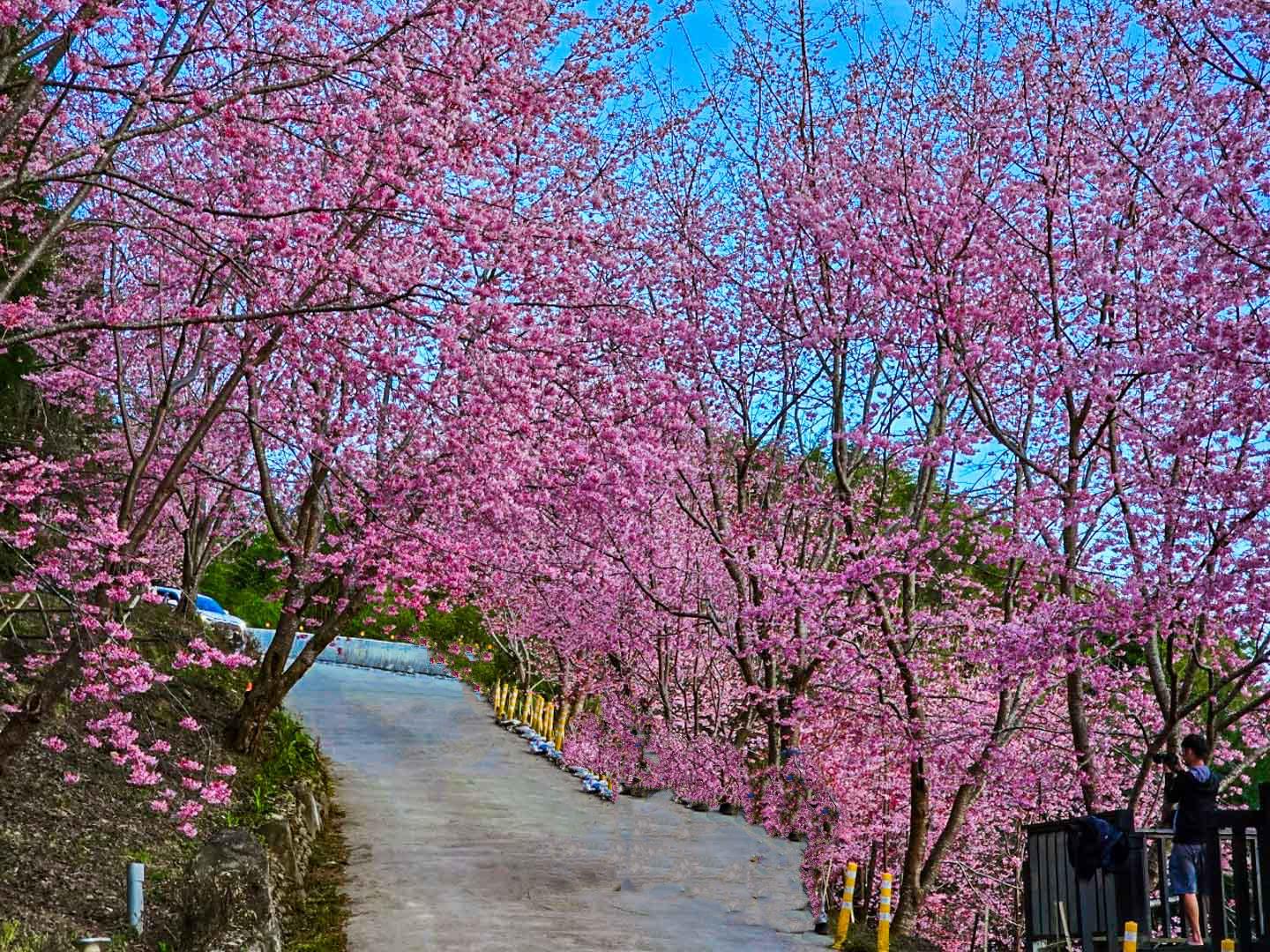 司馬庫斯,櫻花季