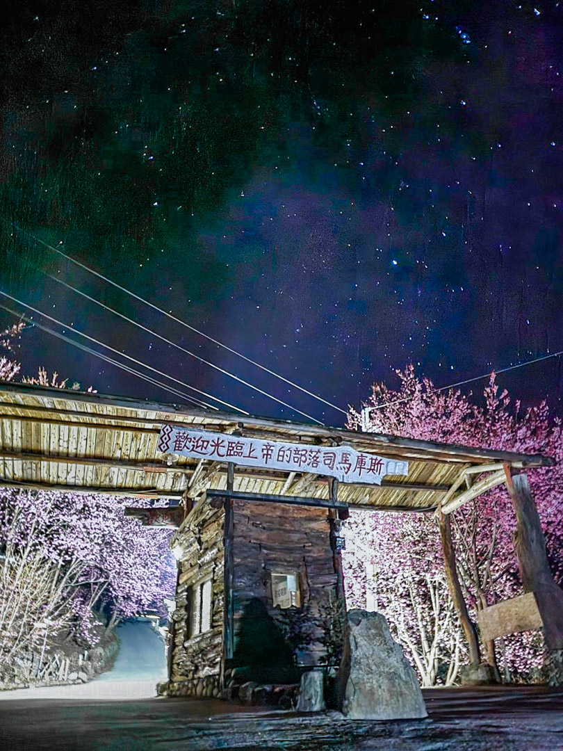 司馬庫斯,櫻花季