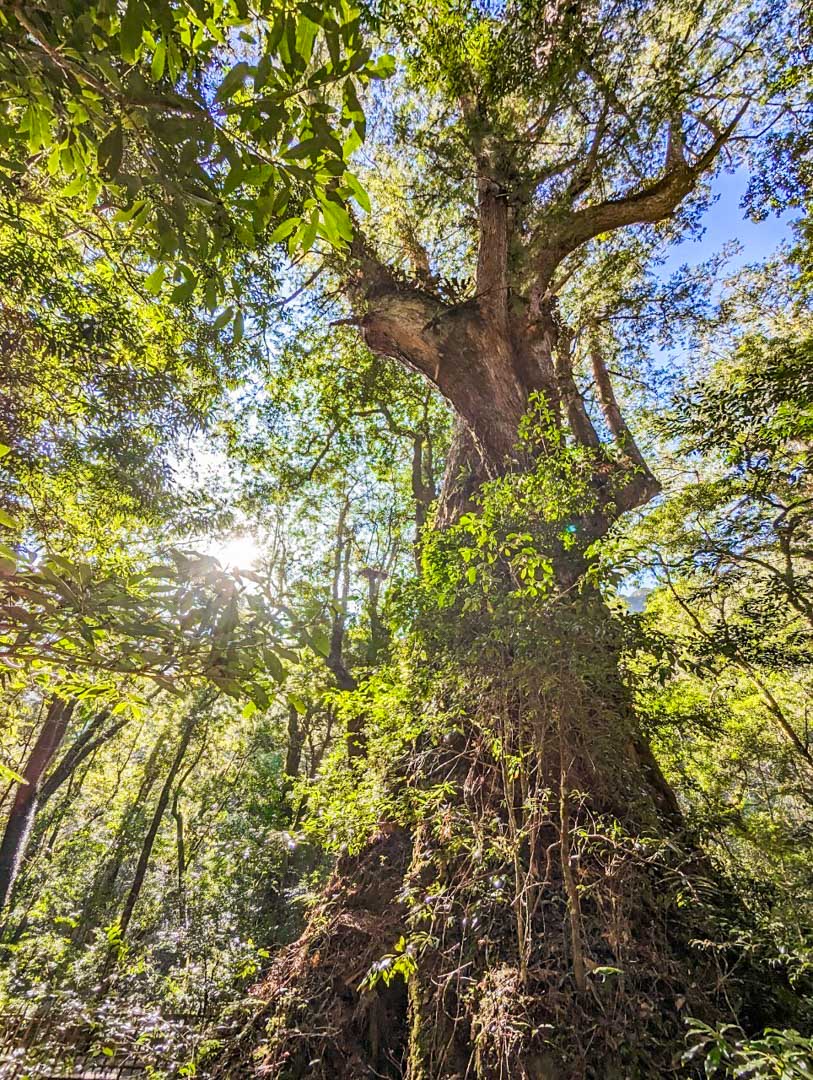 司馬庫斯,櫻花季