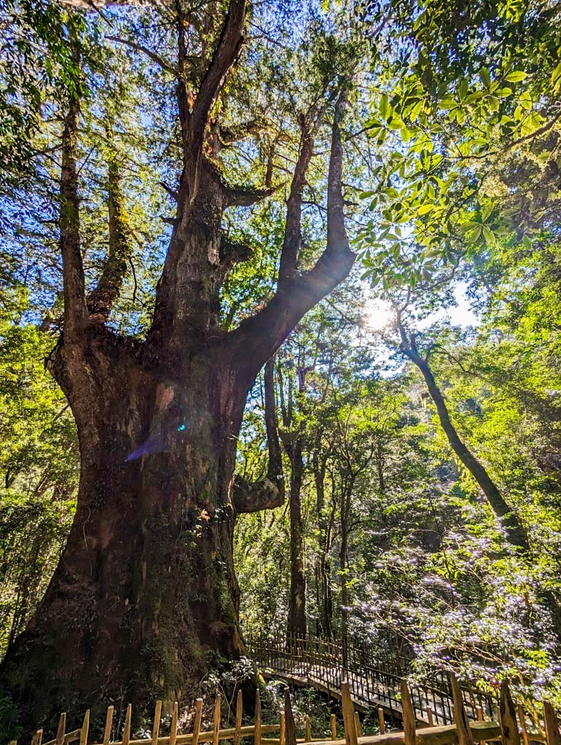 司馬庫斯,櫻花季