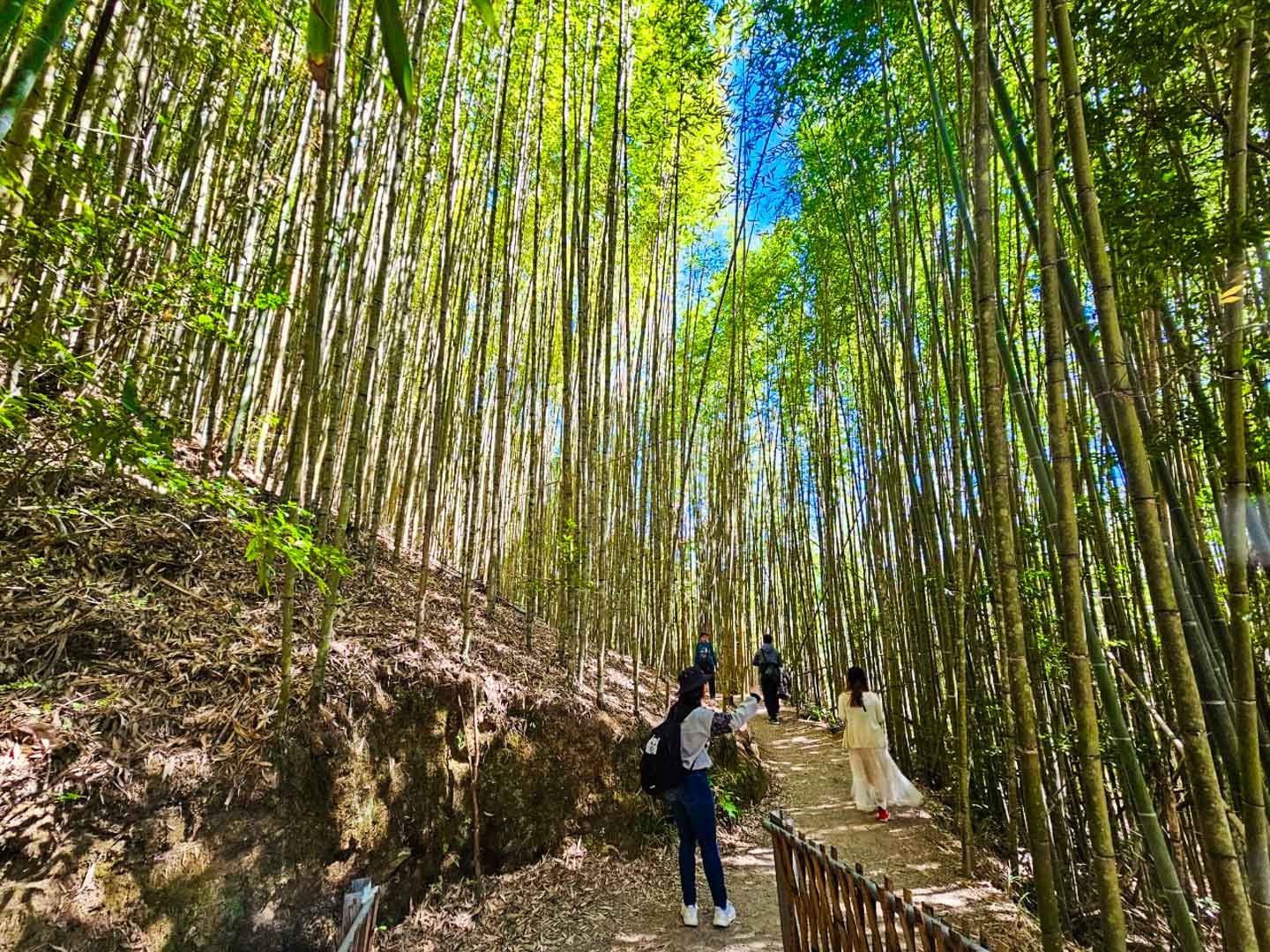 司馬庫斯,櫻花季