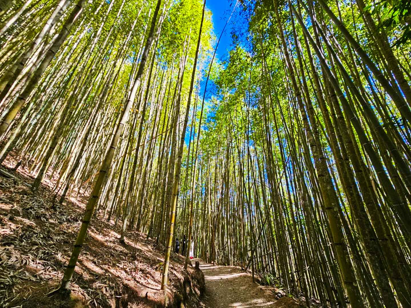 司馬庫斯,櫻花季