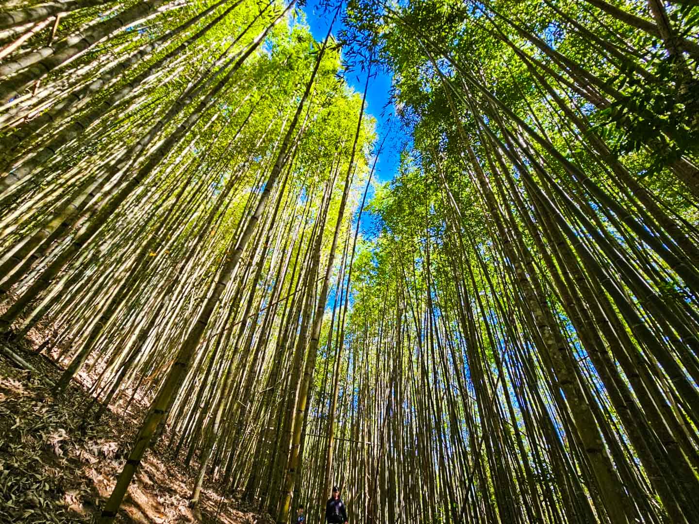 司馬庫斯,櫻花季