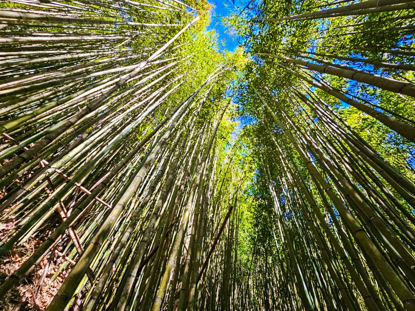 司馬庫斯,櫻花季