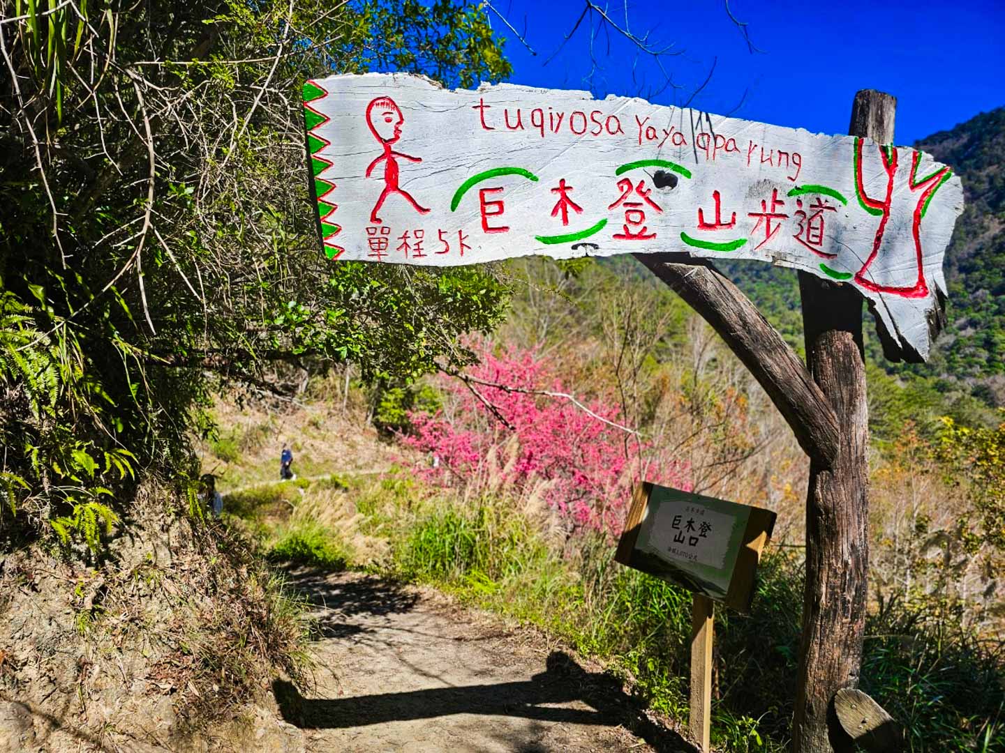 司馬庫斯,櫻花季