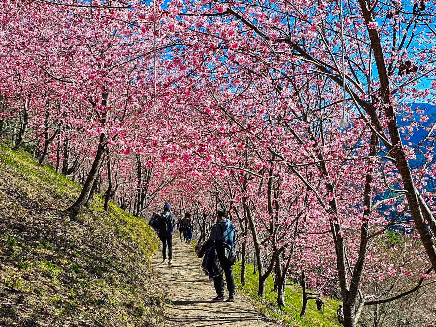 司馬庫斯,櫻花季