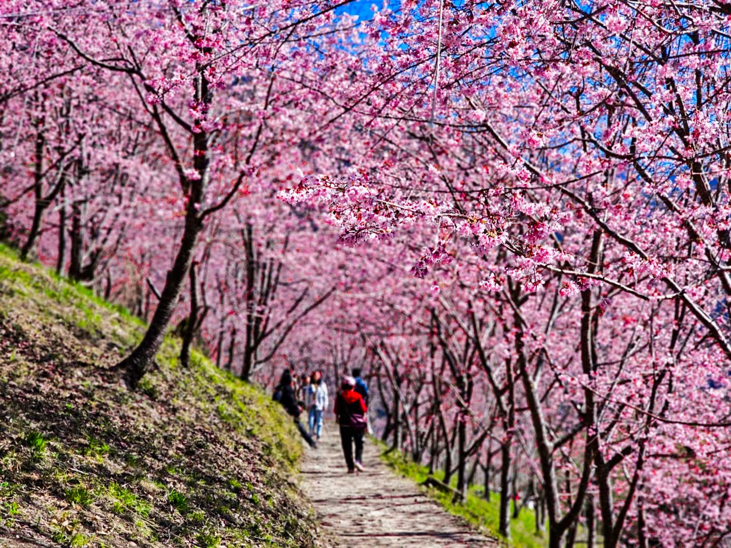 司馬庫斯,櫻花季