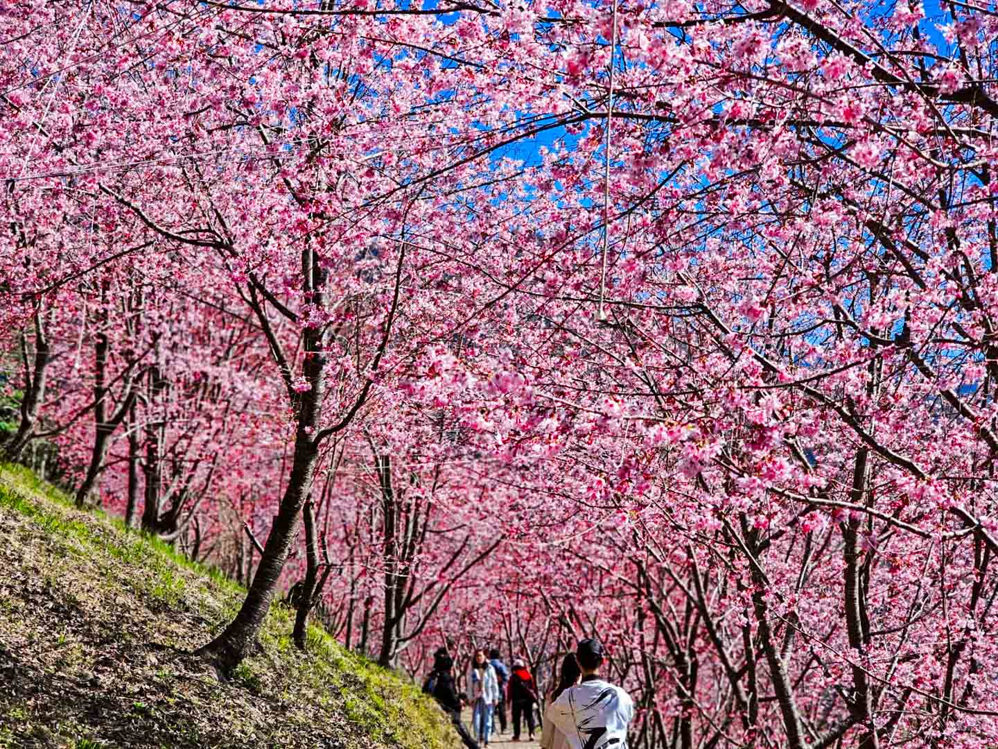 司馬庫斯,櫻花季
