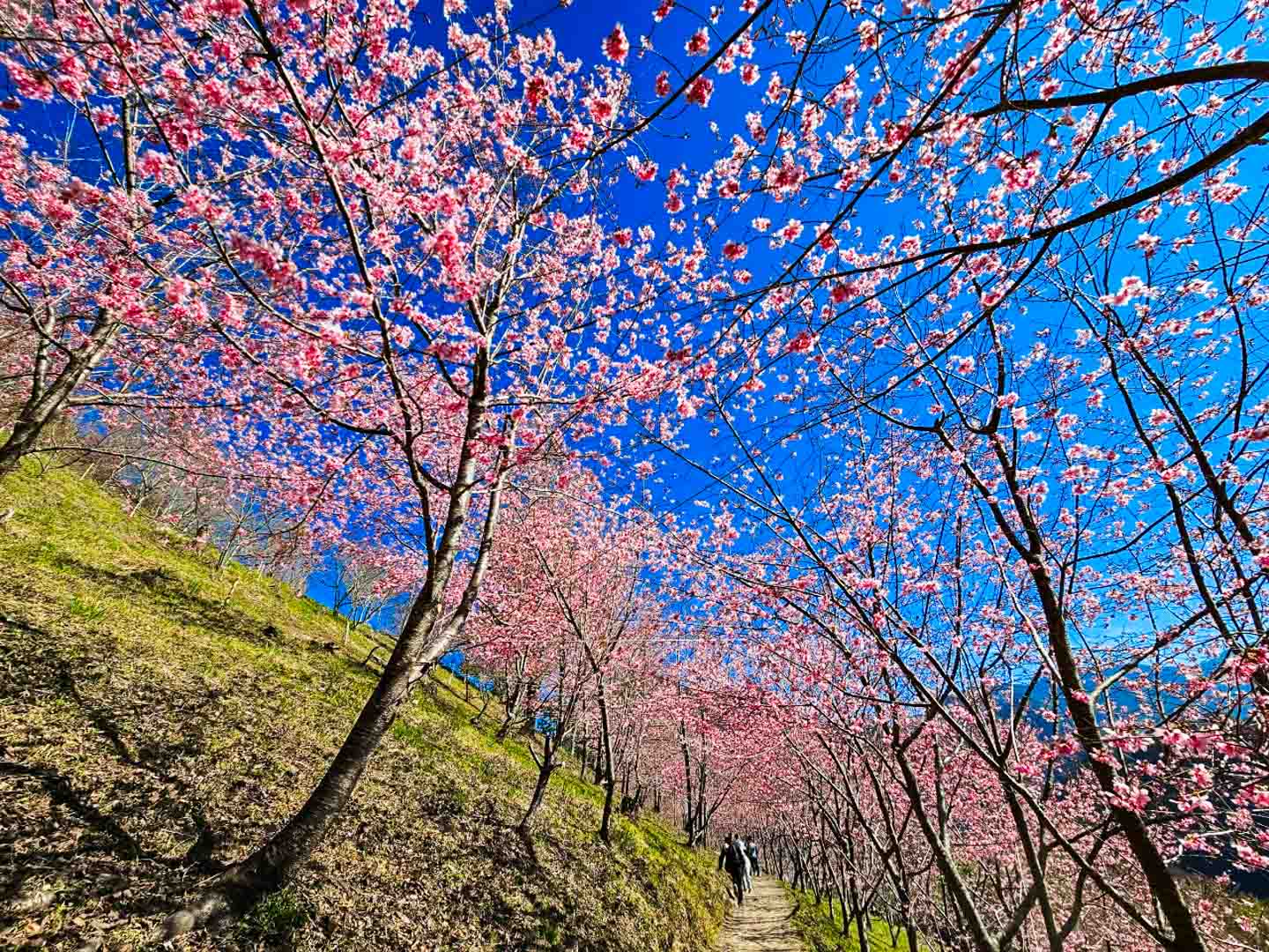 司馬庫斯,櫻花季