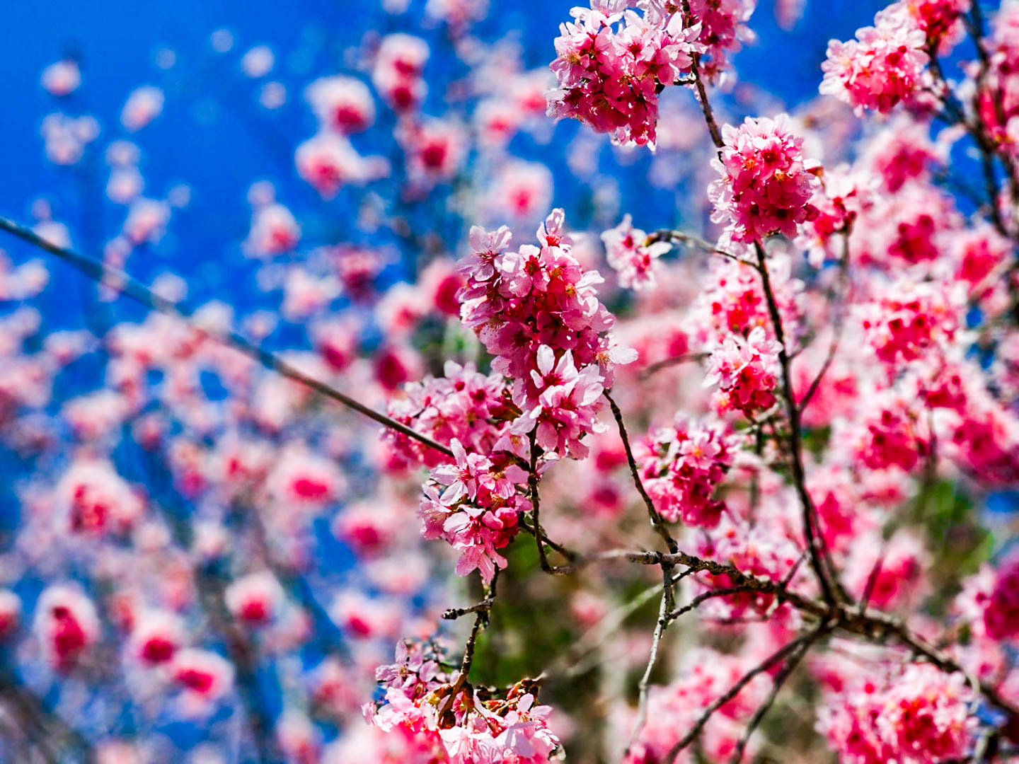 司馬庫斯,櫻花季