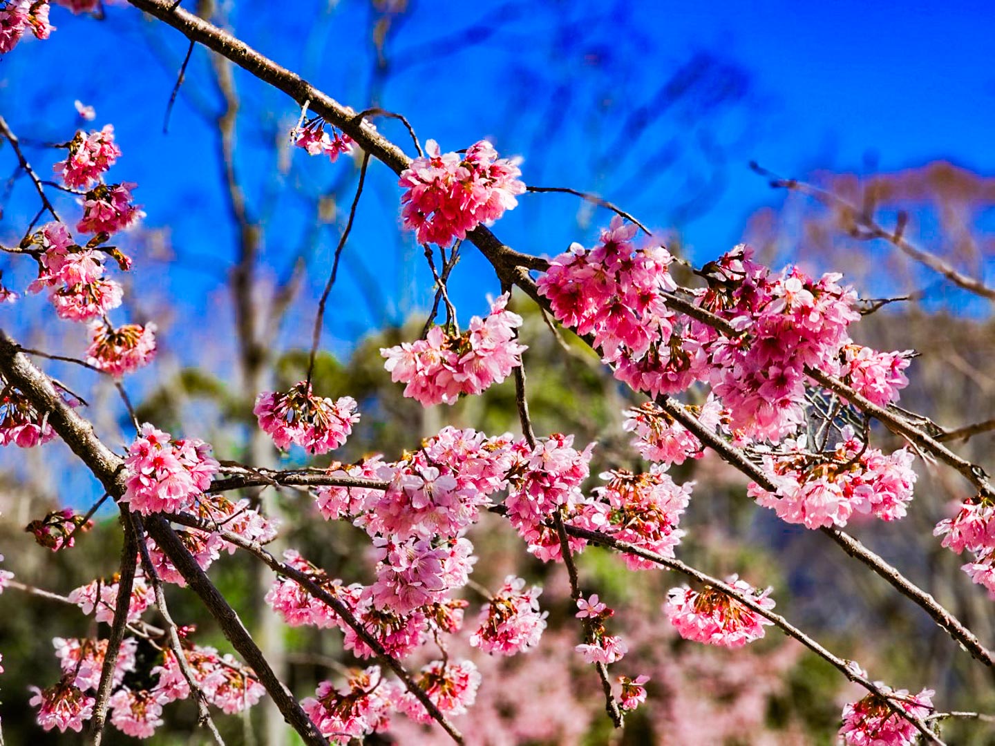 司馬庫斯,櫻花季