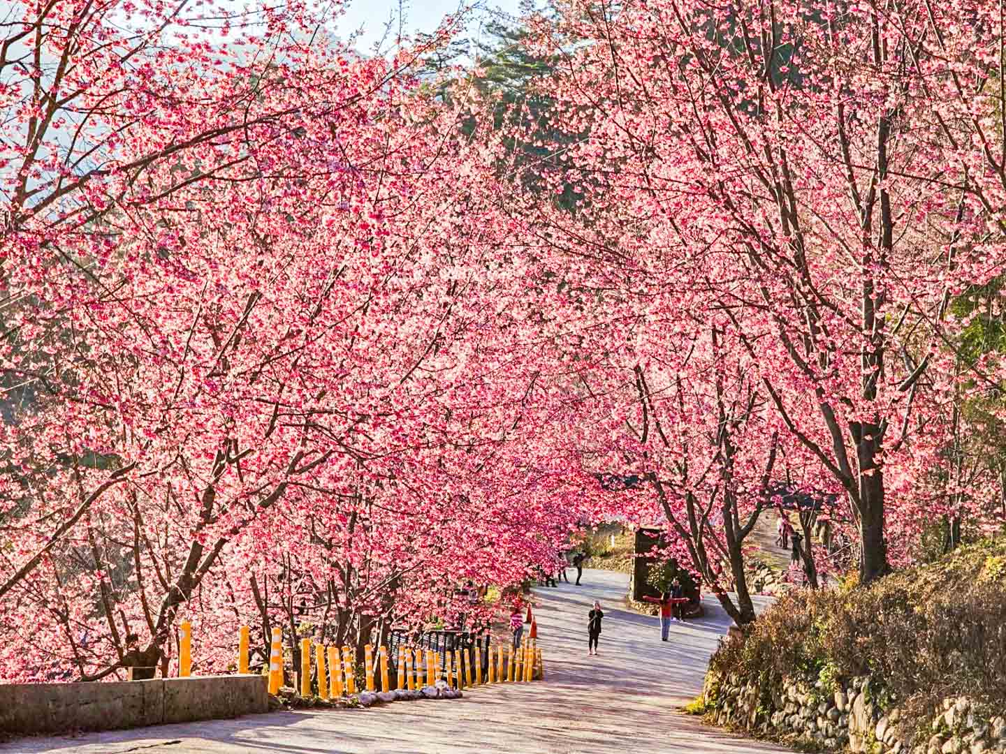 司馬庫斯,櫻花季