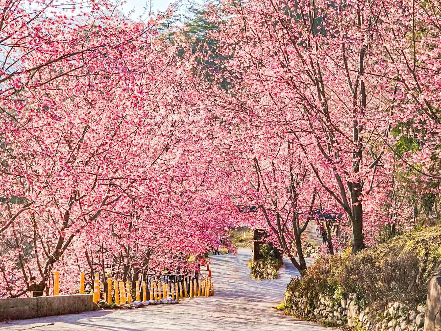 司馬庫斯,櫻花季