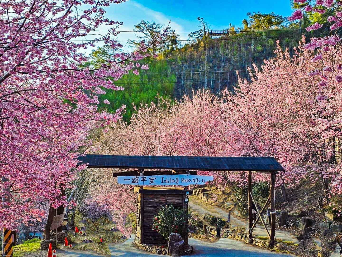 司馬庫斯,櫻花季