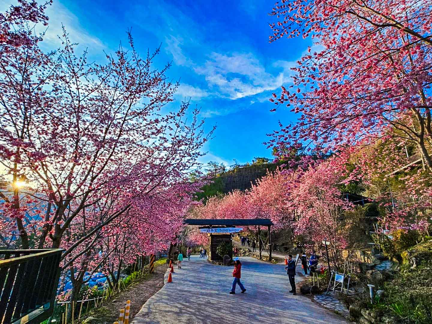 司馬庫斯,櫻花季