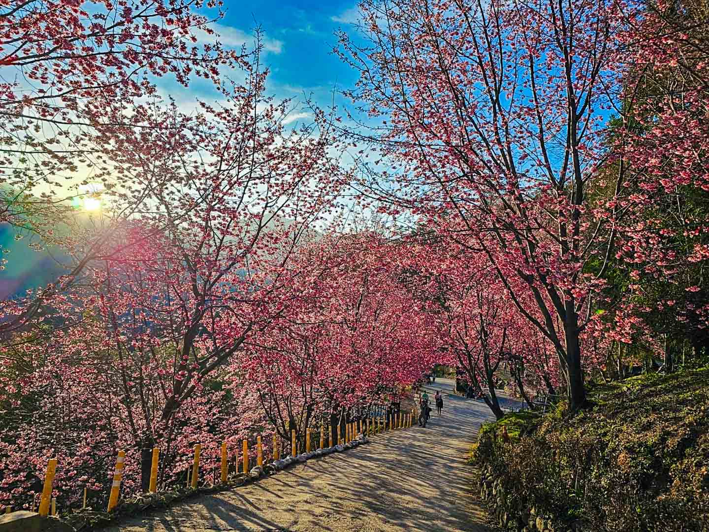 司馬庫斯,櫻花季