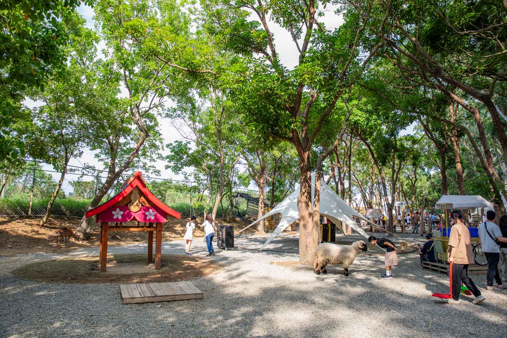 嘉義親子景點,咩咩上樹萌寵樂園