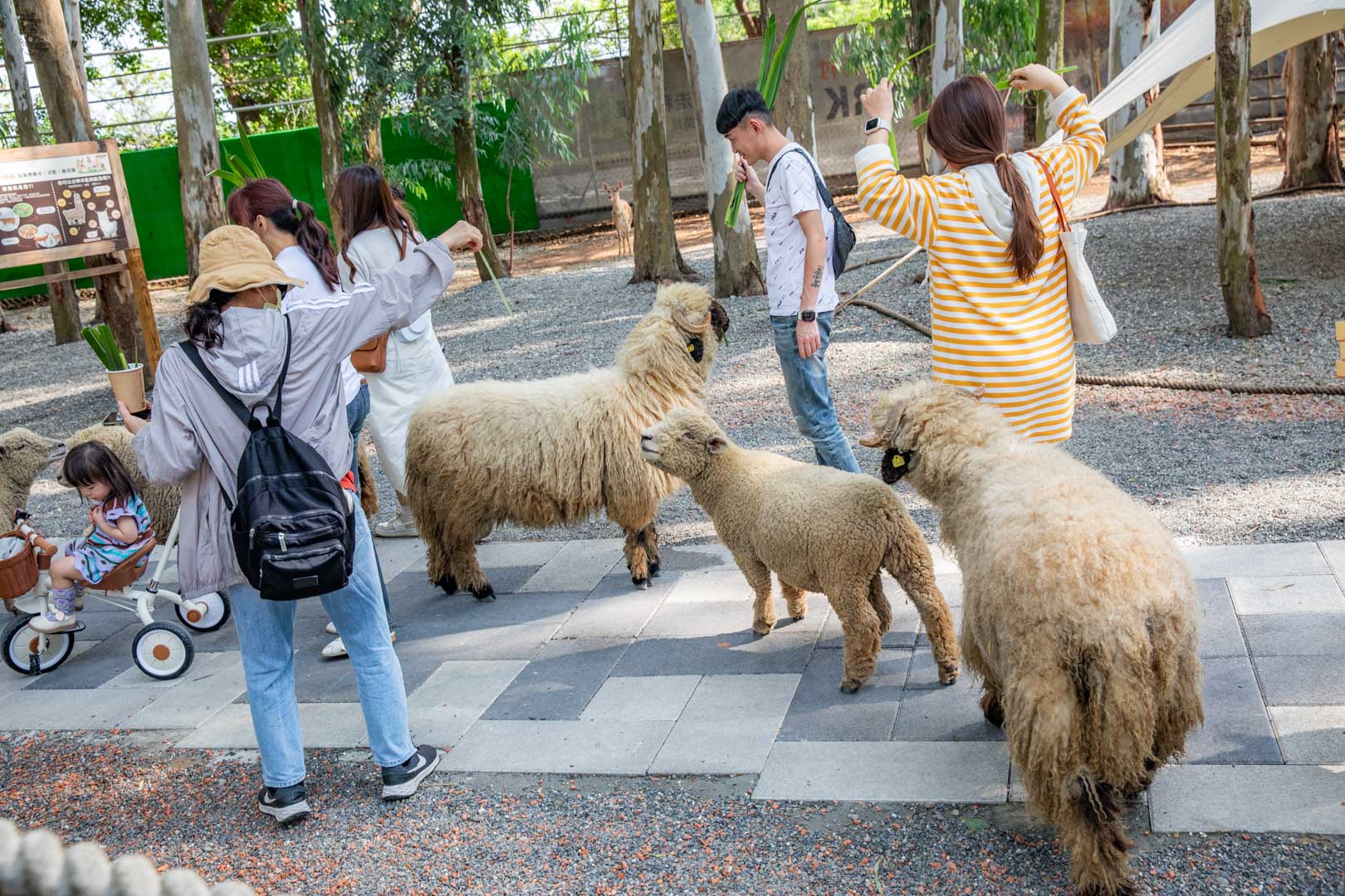 嘉義親子景點,咩咩上樹萌寵樂園