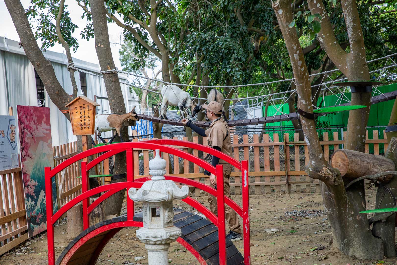 嘉義親子景點,咩咩上樹萌寵樂園