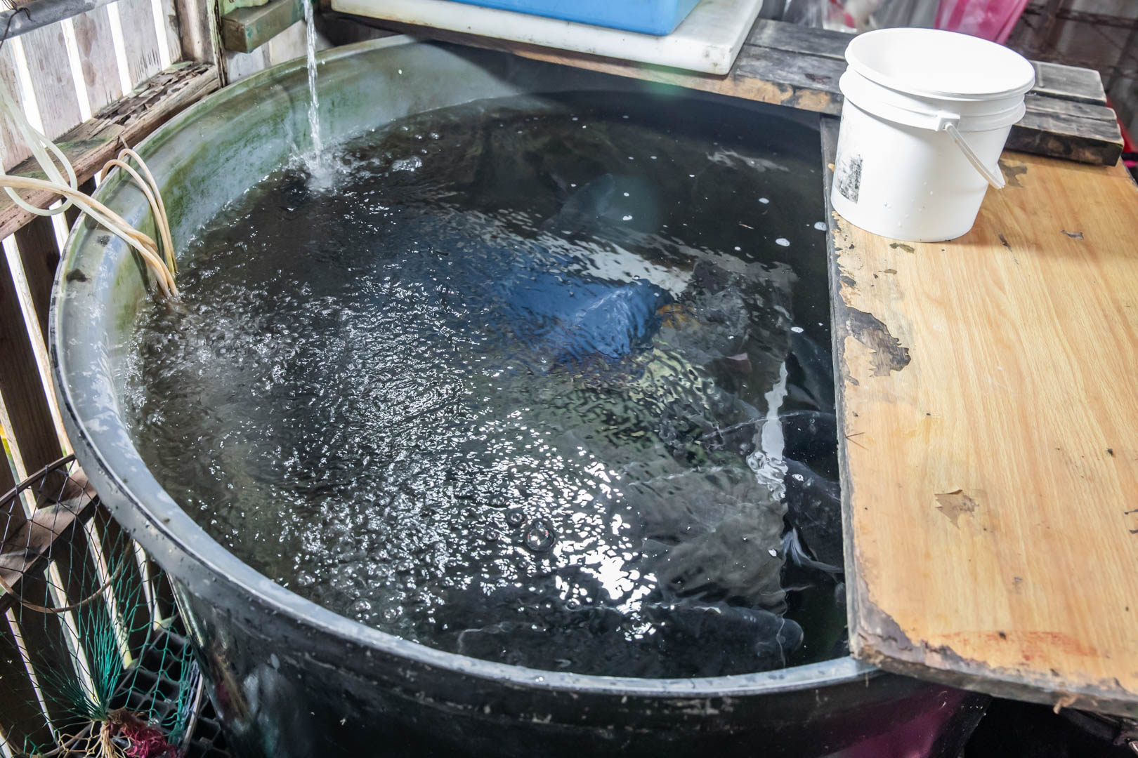 花蓮美食,娜滋滋烤魚