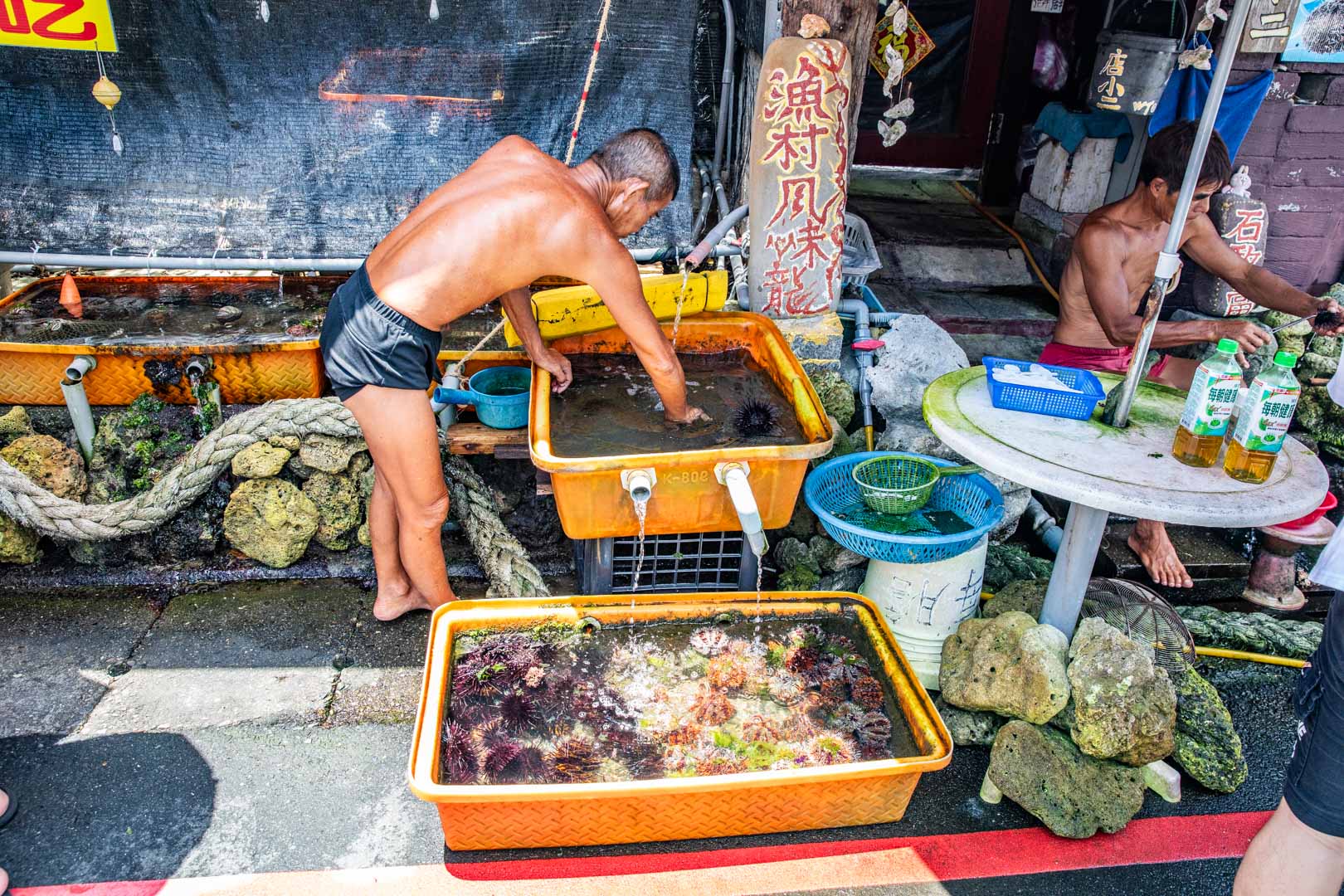 野柳美食,馬糞海膽現剖