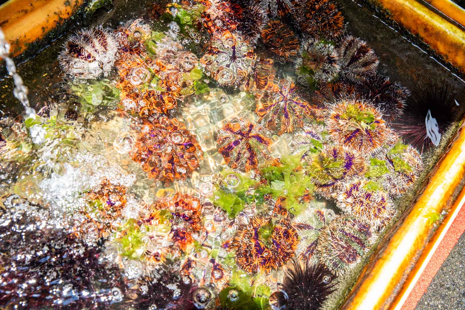 野柳美食,馬糞海膽現剖