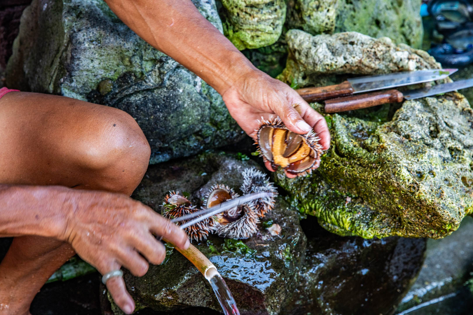 野柳美食,馬糞海膽現剖