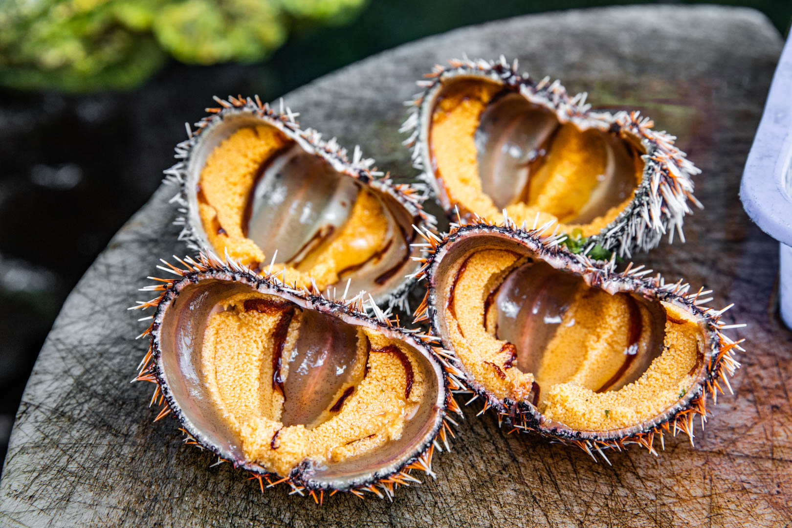 野柳美食,馬糞海膽現剖