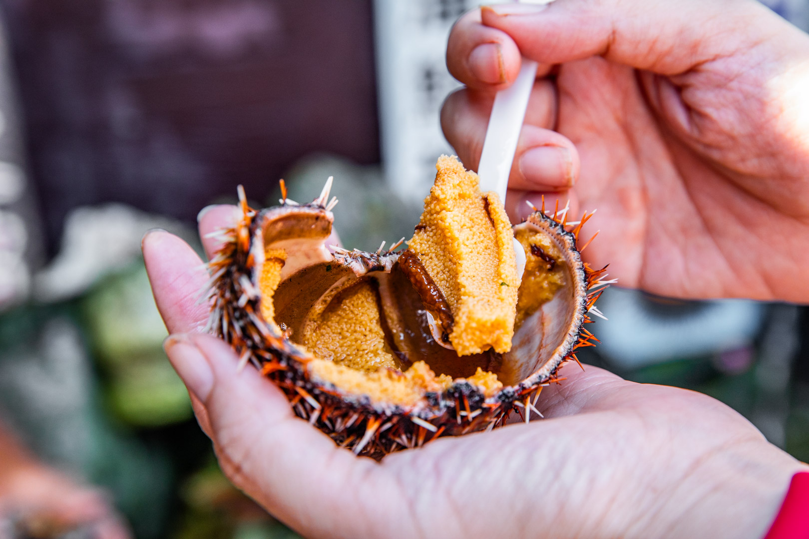 野柳美食,馬糞海膽現剖