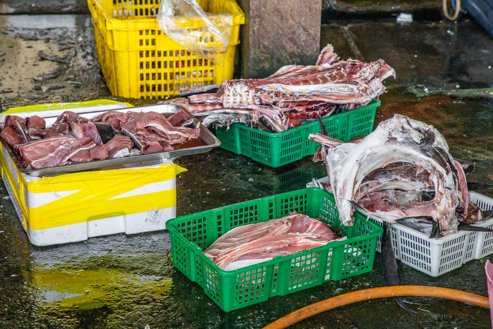 東港生魚片,萬多利生魚片