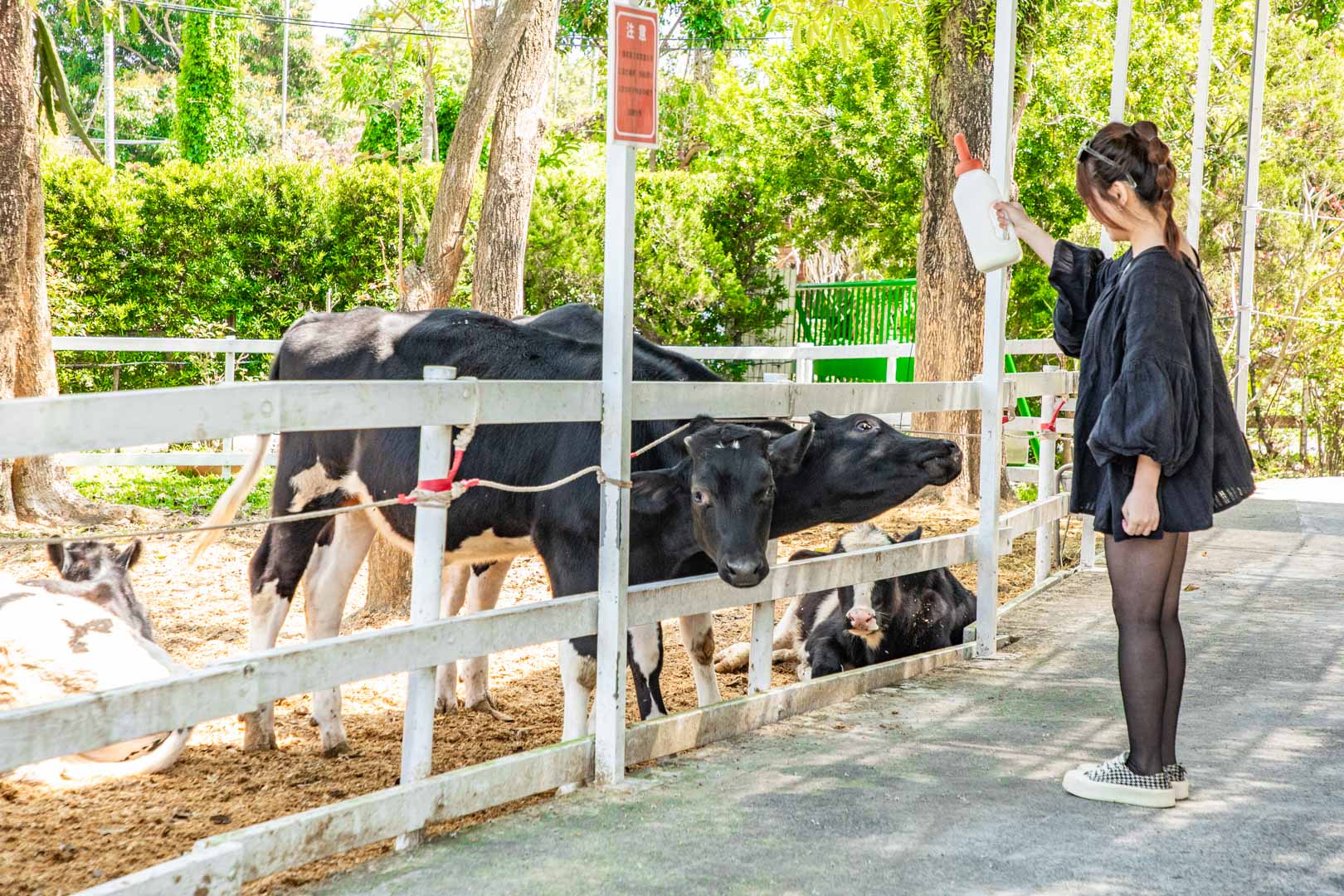 嘉義親子景點,綠盈牧場