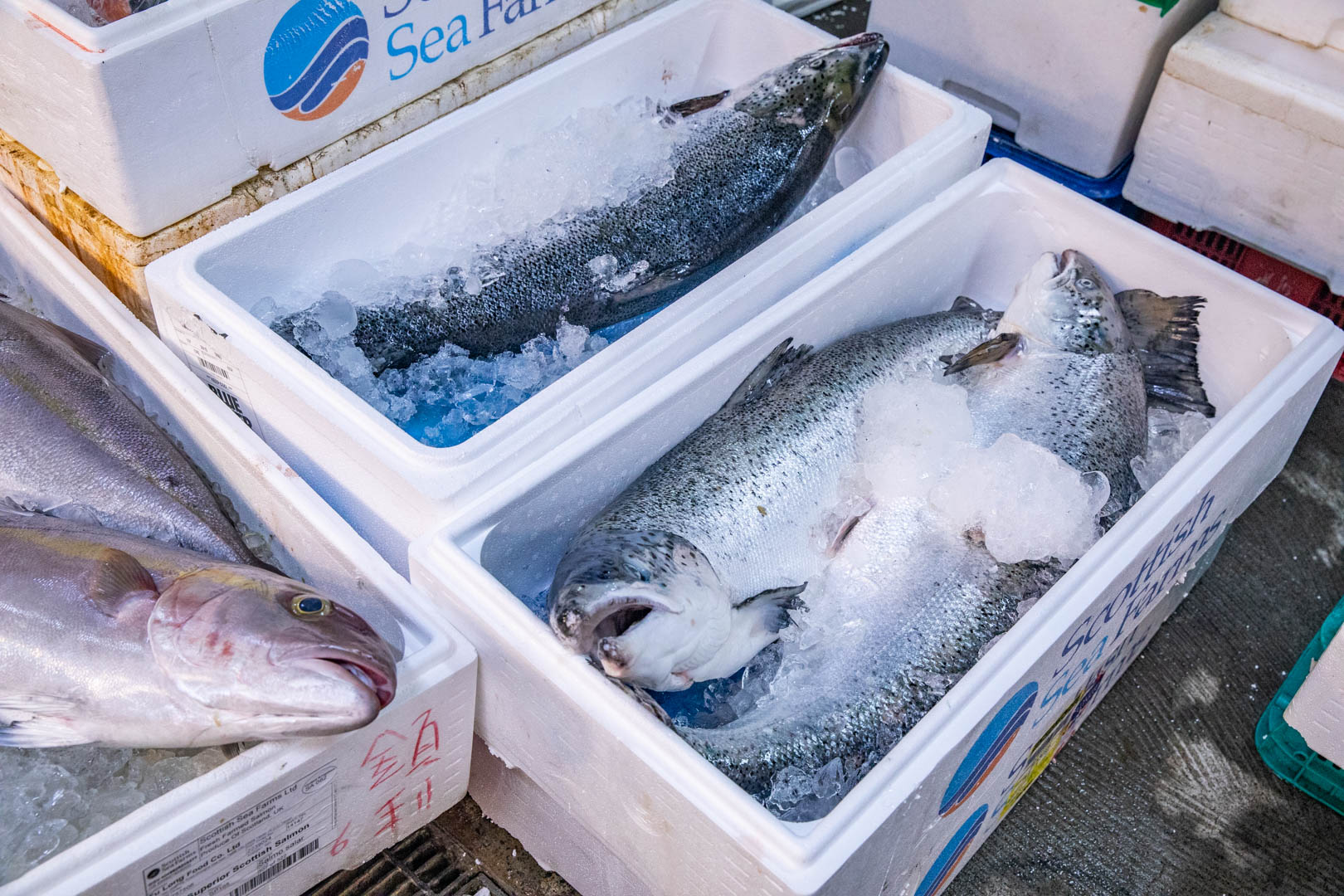 桃園生魚片,竹谷生魚片